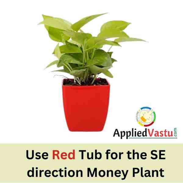 Money Plat in Sout East Direction - vastu For Money plant AppliedVastu